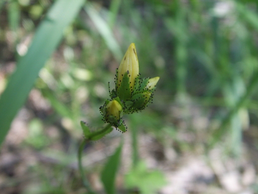 Hypericum ?